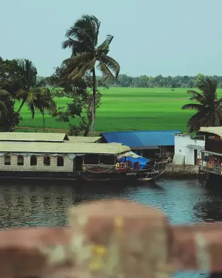 Houseboats beside paddy fields in Alleppey backwaters