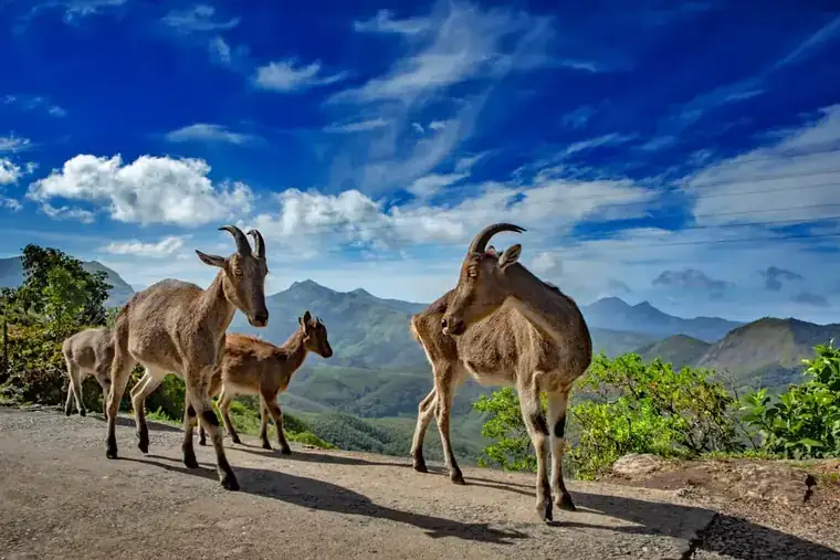 Nilgiri tahr at Eravikulam National Park, Munnar