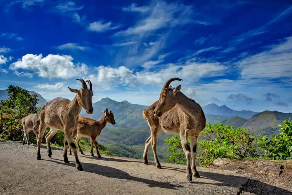 Munnar, Kerala