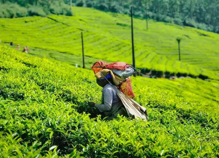 Tea picker in a Munnar tea garden