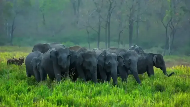 Wild elephants in Periyar on the Kerala Classic tour