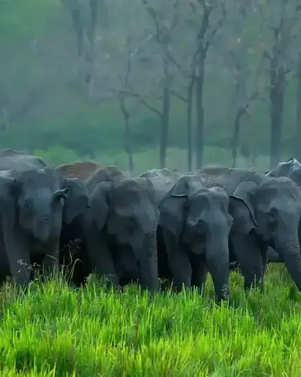 Wild elephants in Periyar Tiger Reserve, Thekkady